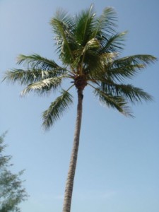 Palm Trees And Sunshine
