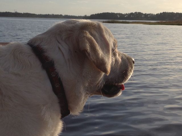 photo of yellow Lab at Florida Lake near Disney World