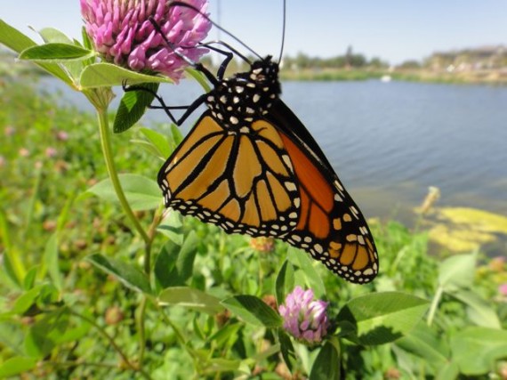 beautiful spring time midwest butterfly