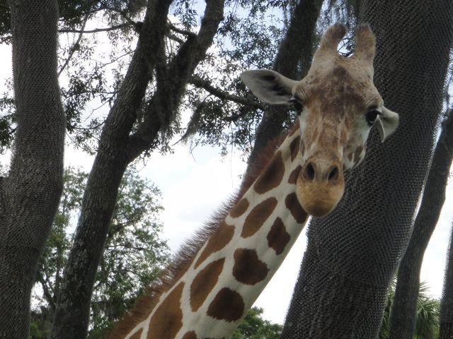 Giraffe at Disney's Animal Kingdom Safari