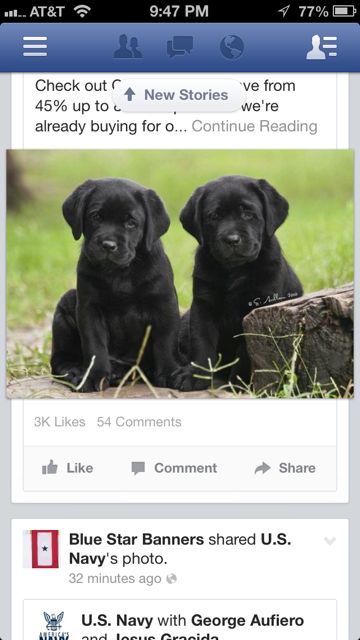 Two Black Lab puppies