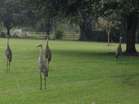 Four Florida Sand Hill Cranes in home owner's yard