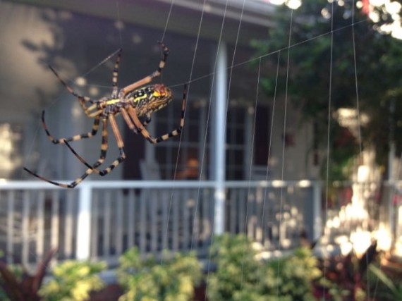 Central Florida Garden spider