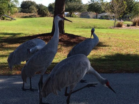 Closeup of four Florida Sandhill Cranes