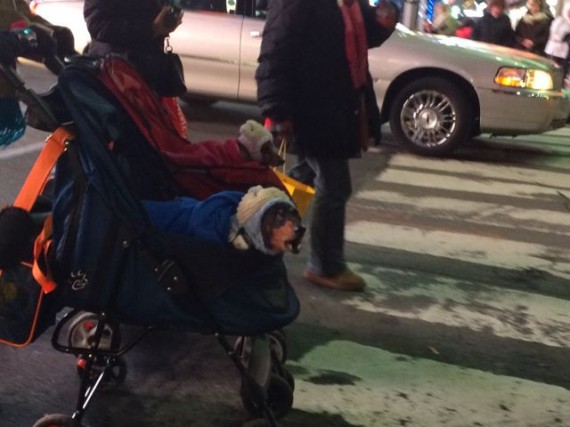 Dogs dressed up like kids in baby strollers