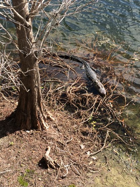 Florida alligator in Golf course waterway
