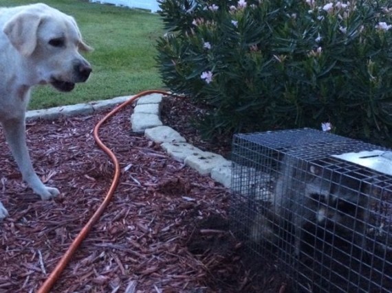Dog barking at raccoon in live  trap