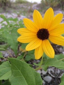 Closeup of Sanibel Island Beach Sunflower