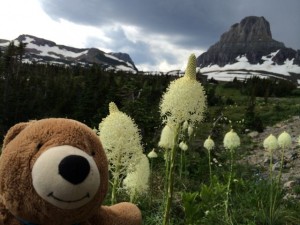 Teddy Bear in Bear Grass near Logan Pass