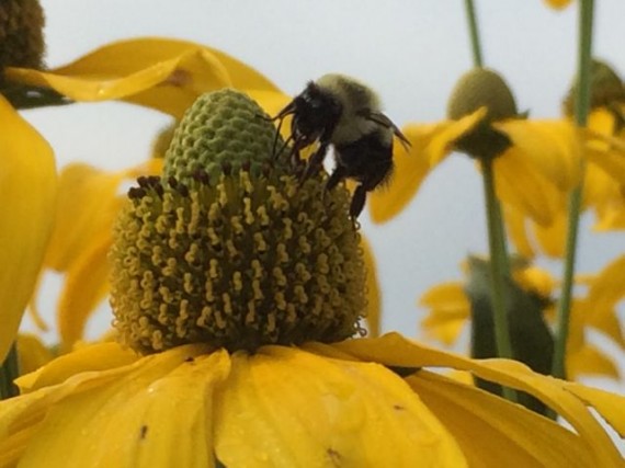 Bumble Bee on yellow dais