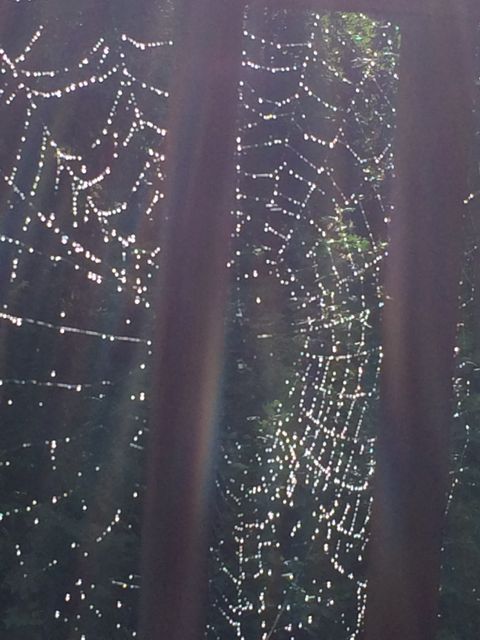 Glistening spider web at North Carolina cabin