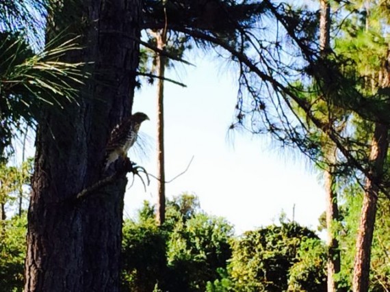 Hawk on tree branch