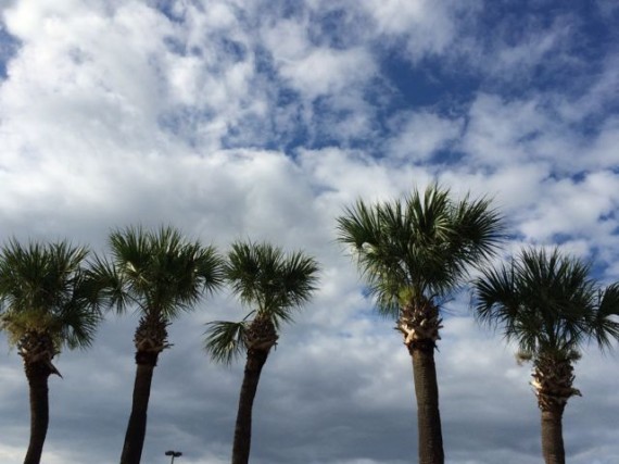 Five Florida Sable Palm trees