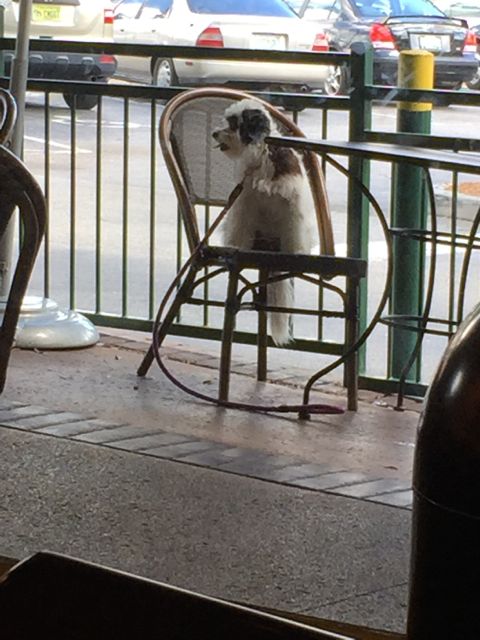 small dog sitting on outdoor cafe chair