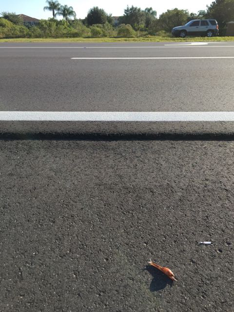 snail crossing road