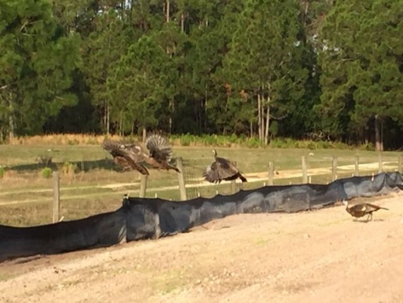 Florida Wild Turkeys