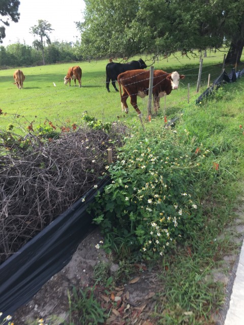 Florida Cows