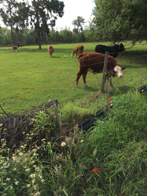 Florida Cows