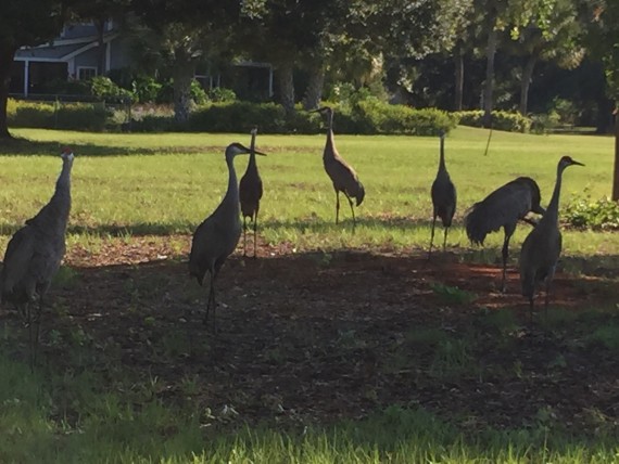 Florida Sand Hill Cranes