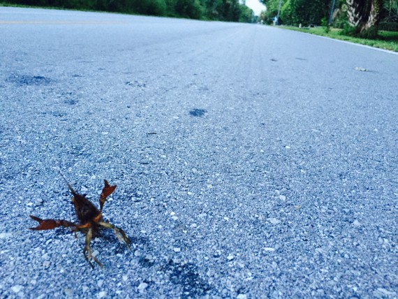 Crawfish crossing the road