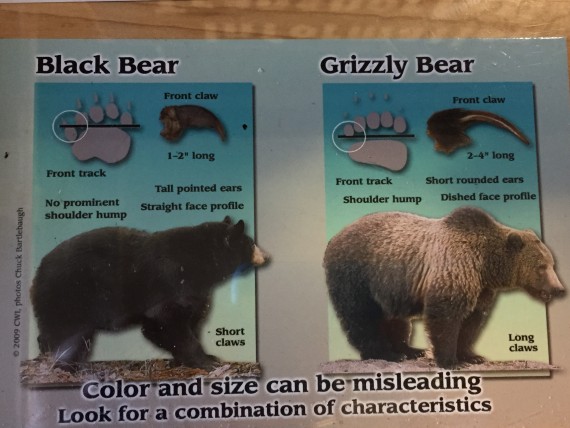 Chart on Black bear versus Grizzly bear