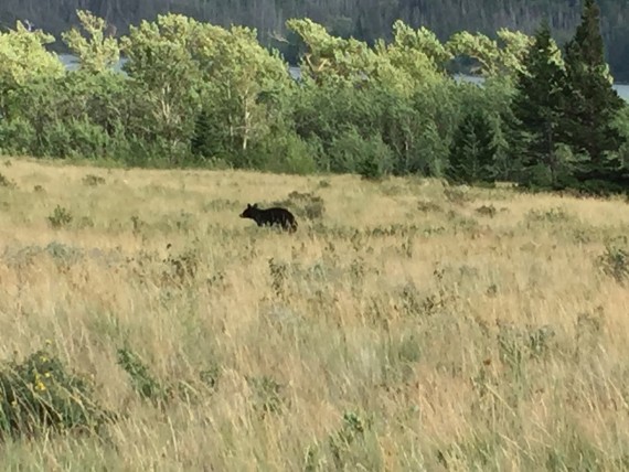 Black Bear in Glacier Park