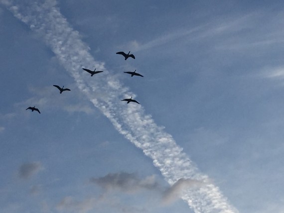 Geese in v formation