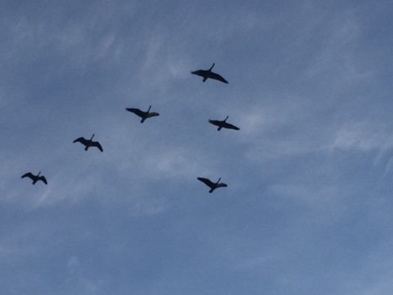 Geese in v formation