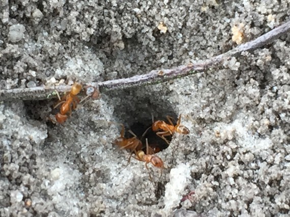 Ant's in an ant mound