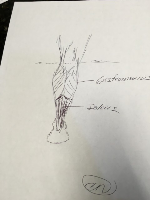 hand drawing of lower leg muscles