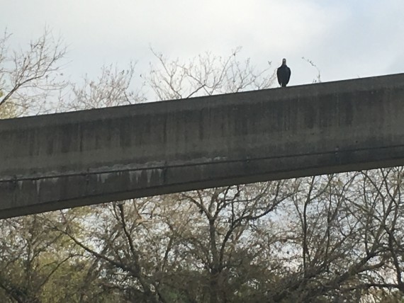 Vulture on Disney monorail beam
