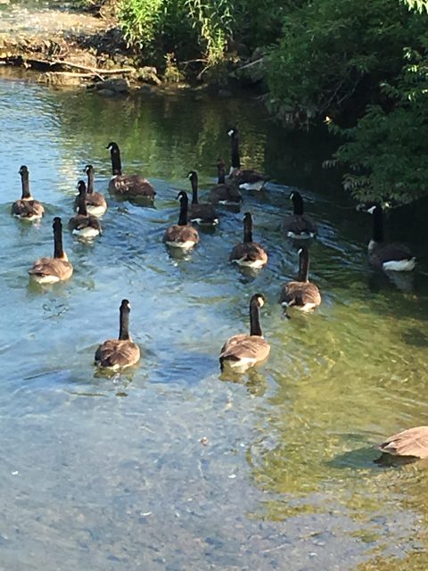 Geese swimming in a stream