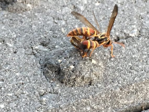 Florida paper wasps