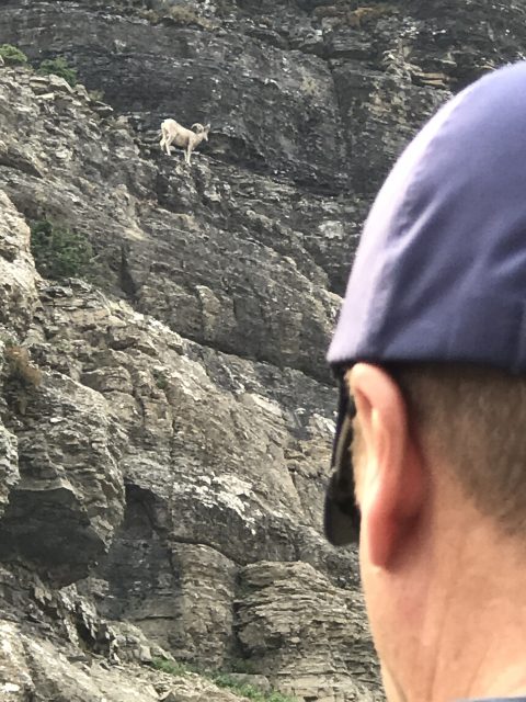 big horn sheep at Glacier