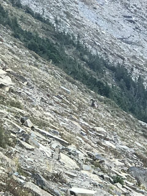 Grinnell Glacier Overlook Hike