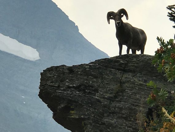 Big Horn Sheep in Glacier