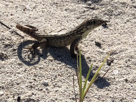 Lizard on Castaway Cay