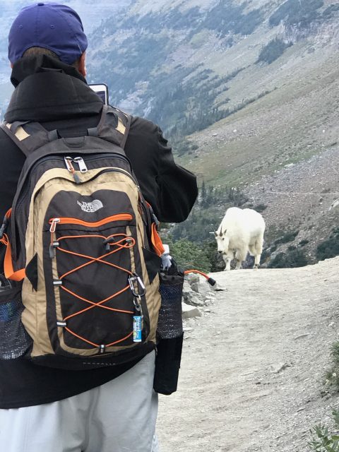 Highline Trail Mountain goat encounter