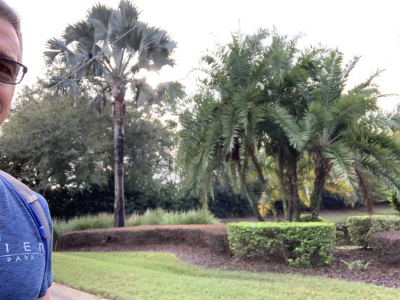 Orlando palm trees