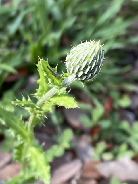 common florida weed