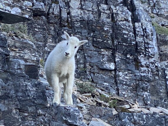 Baby mountain goat on trail