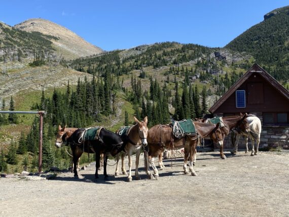 Mule team in mountains