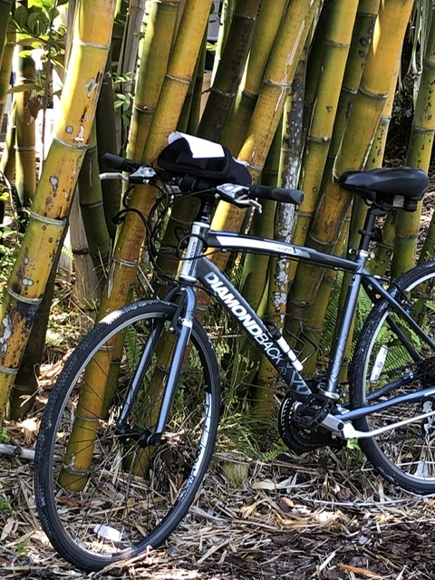 bicycle parked next to bamboo trees