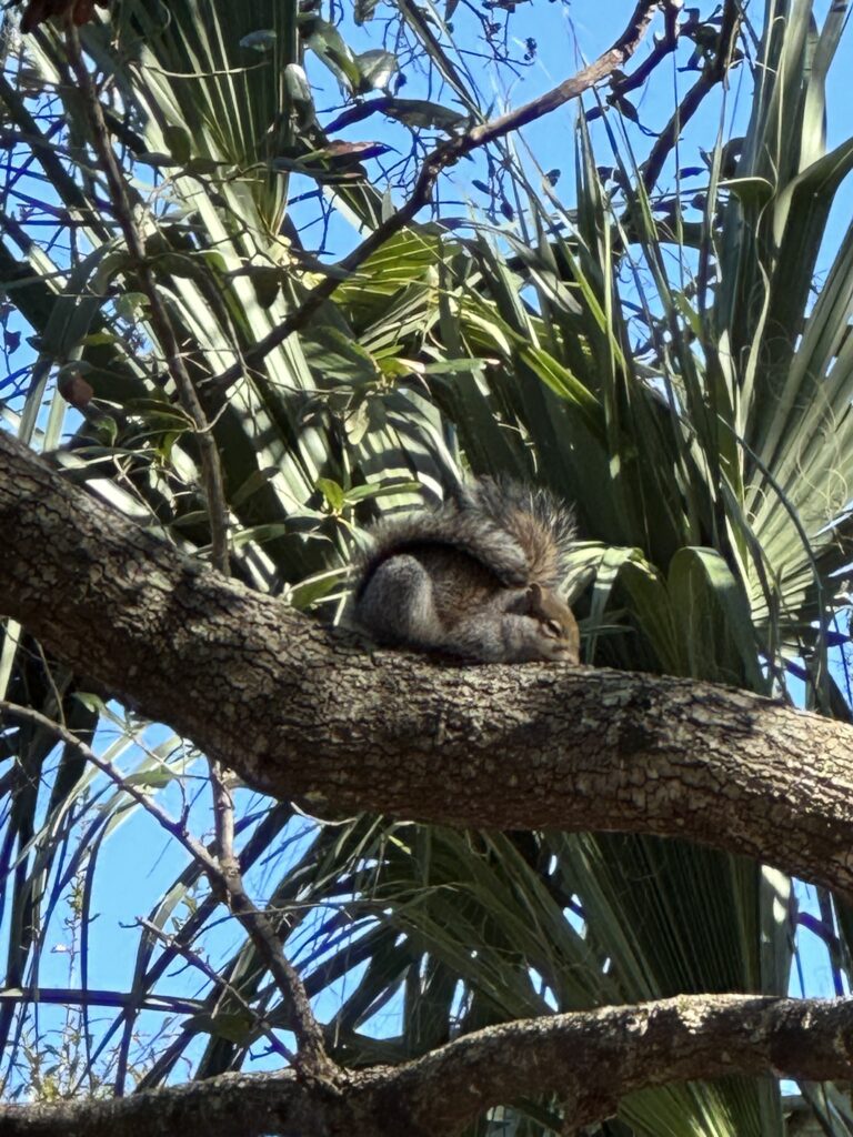 Squirrel napping on tree limb