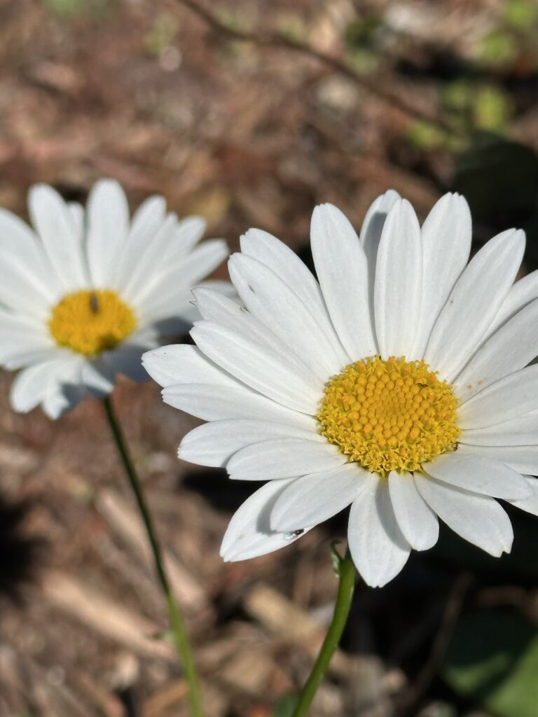 Two daisies