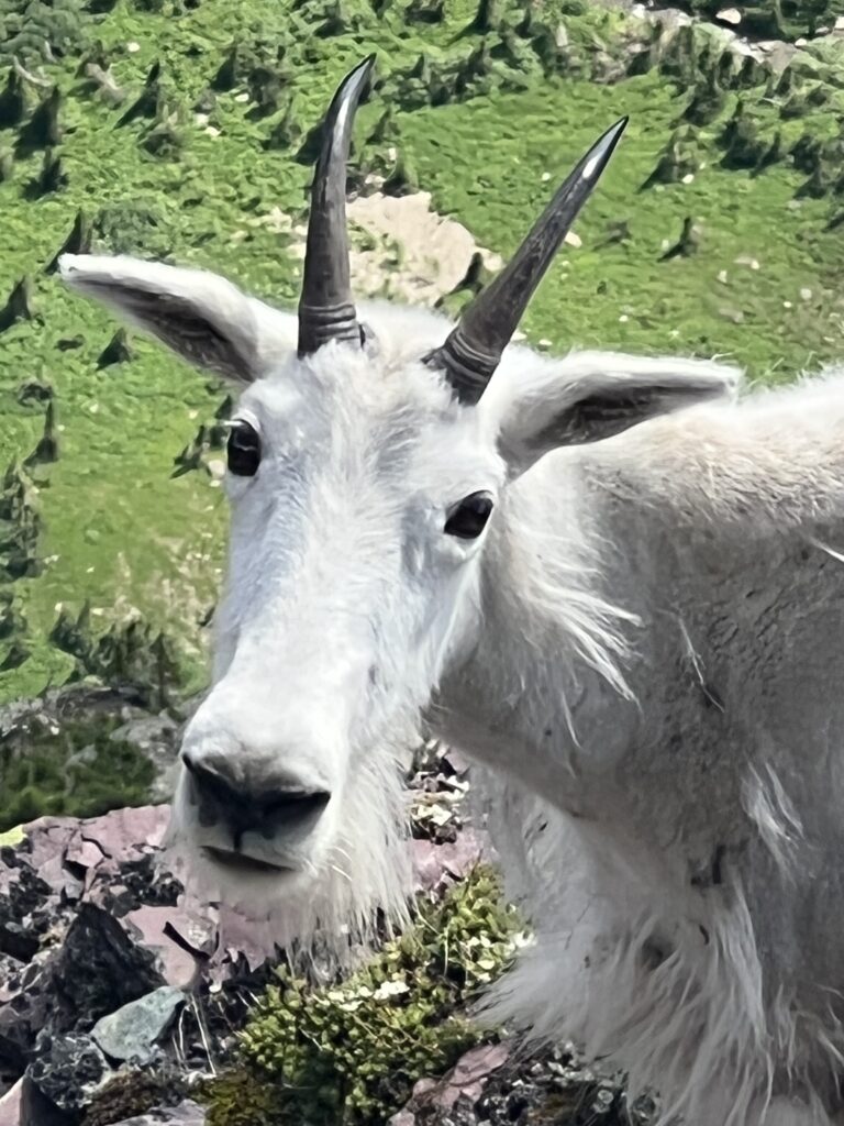 Call Sam of mountain goat face