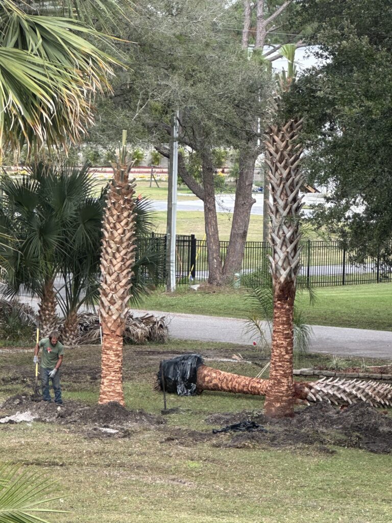Palm trees being planted in someone’s front yard