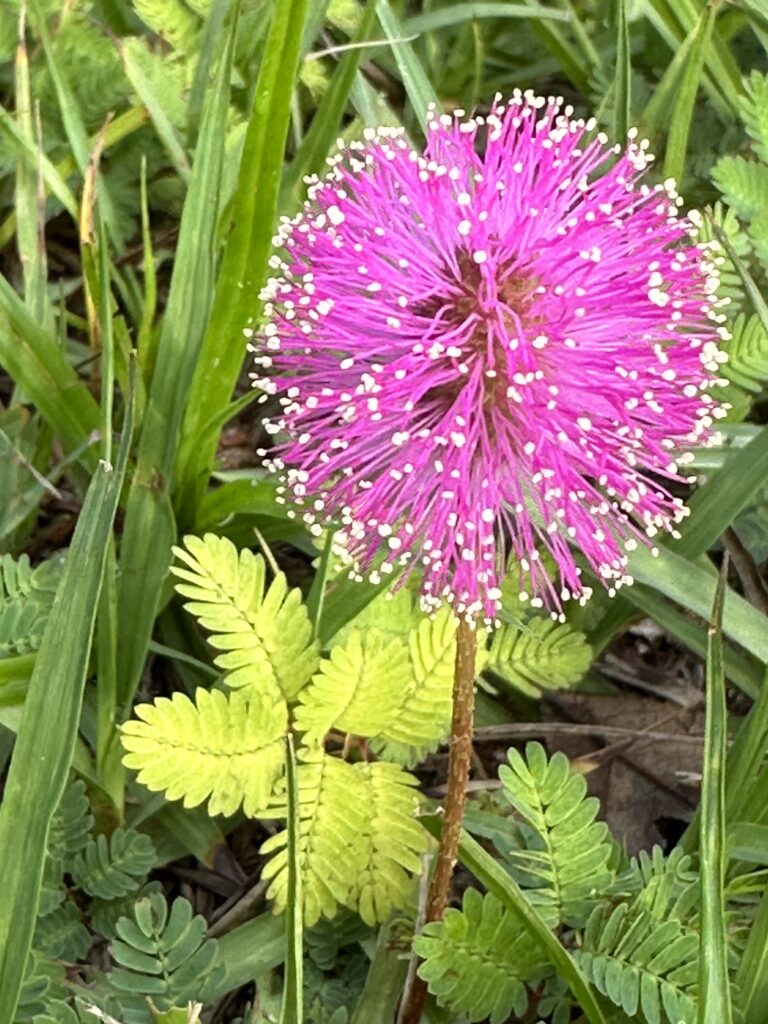 Florida wildflower