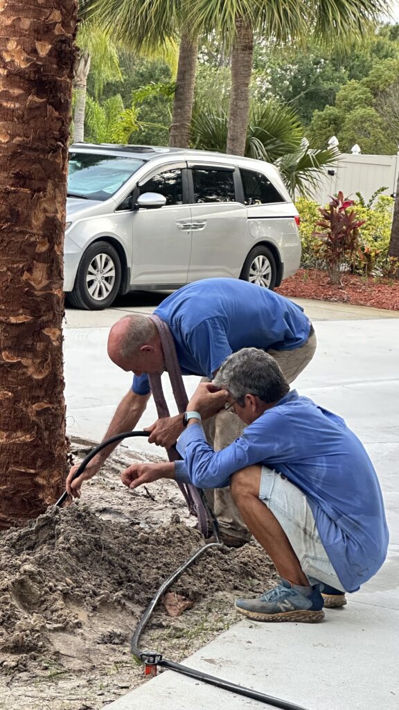 Two guys at the base of a palm tree