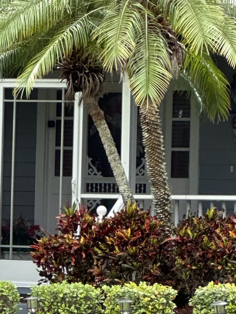 Palm trees at home entrance